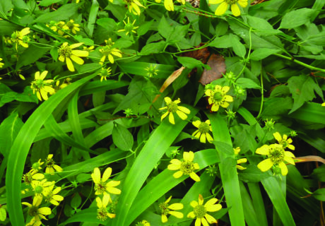 Numerous yellow flowers of Cutleaf coneflower.