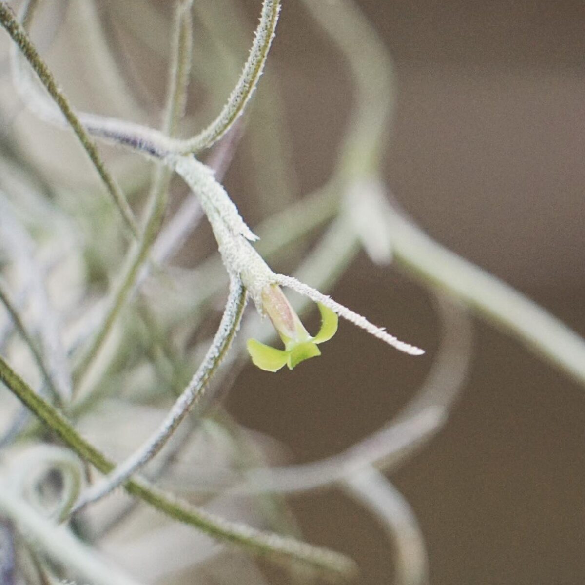 Close-up of a Spanish moss flower. 
