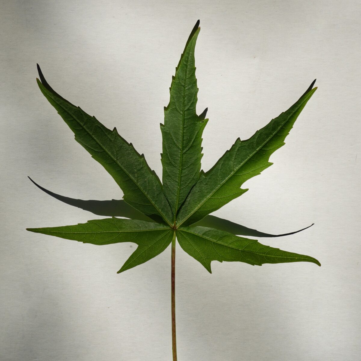 Scarlet hibiscus leaf.