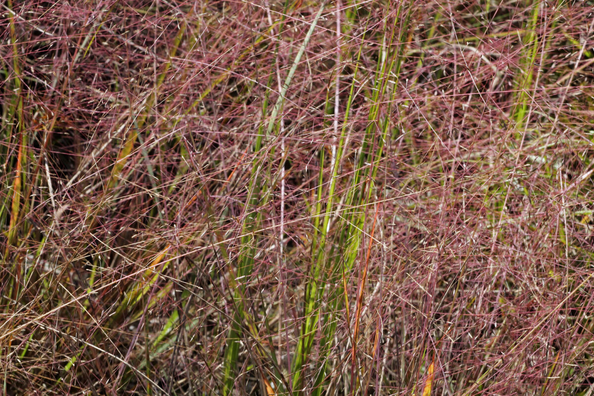 A beautiful haze of Purple lovegrass.