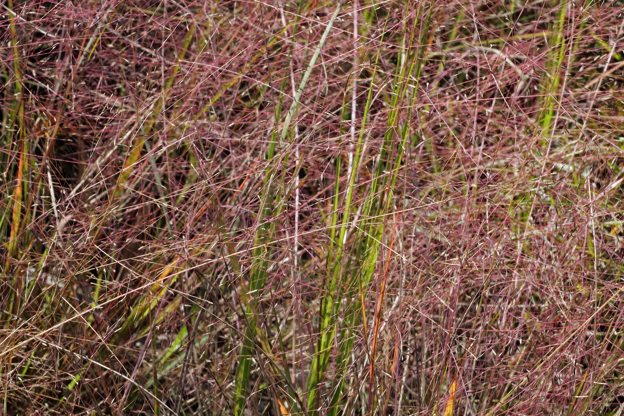 A beautiful haze of Purple lovegrass.