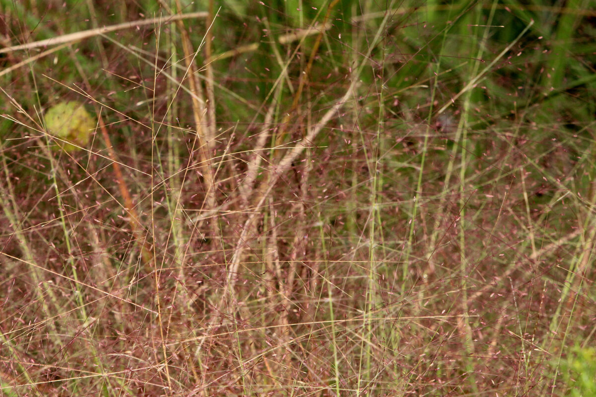 Purple lovegrass in bloom.