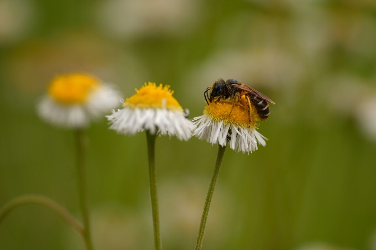 small bee on Prairie fleabane flower.