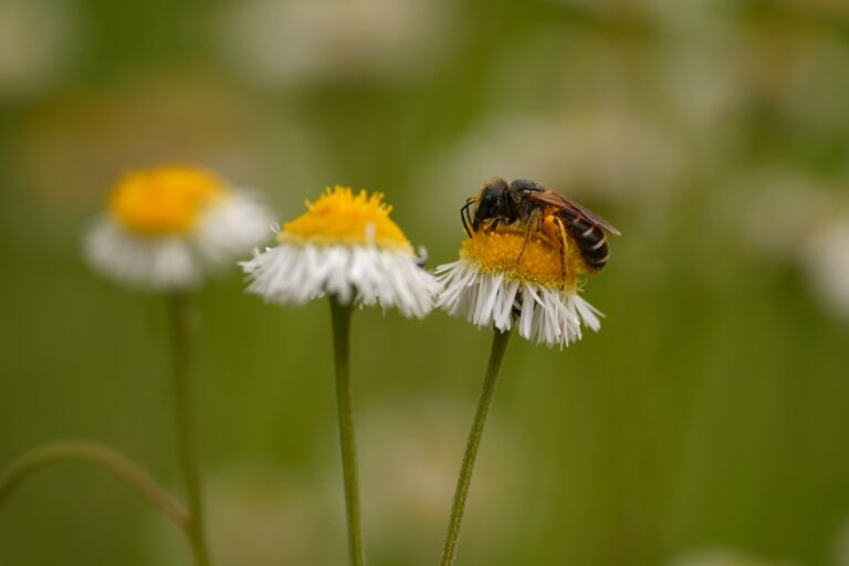 small bee on Prairie fleabane flower.