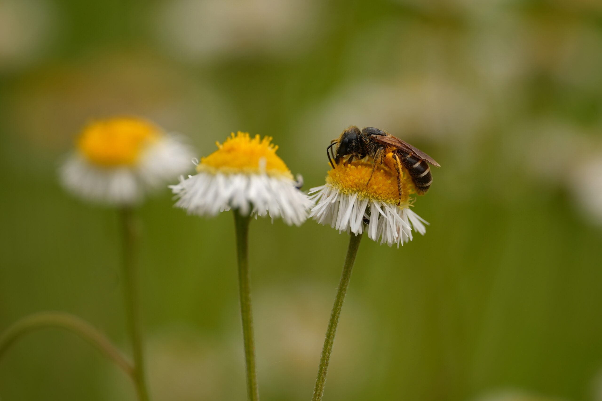small bee on Prairie fleabane flower.