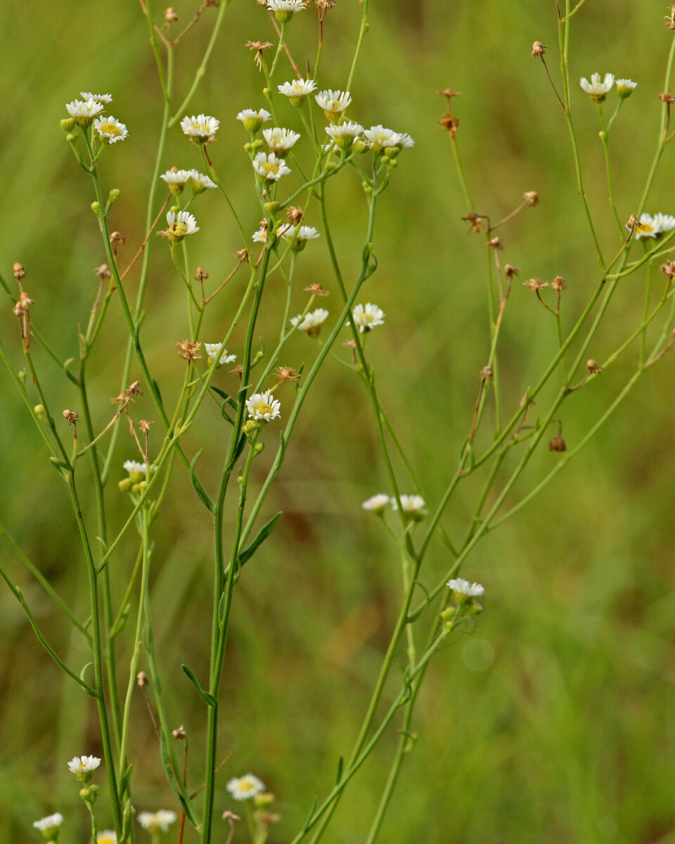 Prairie fleabane's tall, slender green stems and small white flowers.