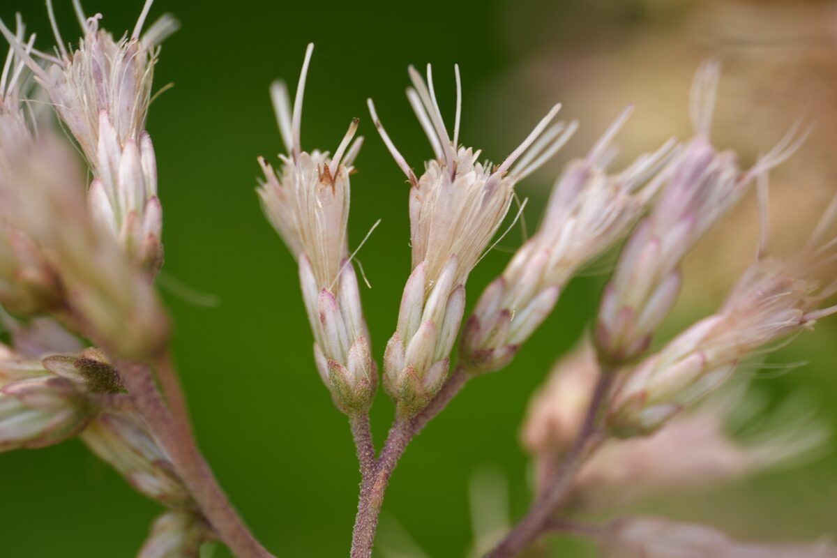 Close-up of pale pink Joe Pye weed flowers.