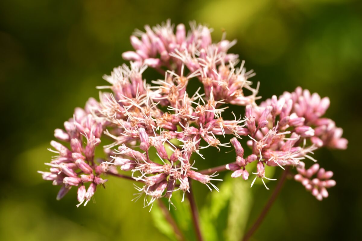 Close-up of a cluster of pale pink Joe-Pye weed flowers.