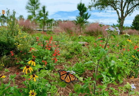 A monarch butterfly rests on a yellow wildflower in a garden filled with various colorful flowers and green plants under a partly cloudy sky.