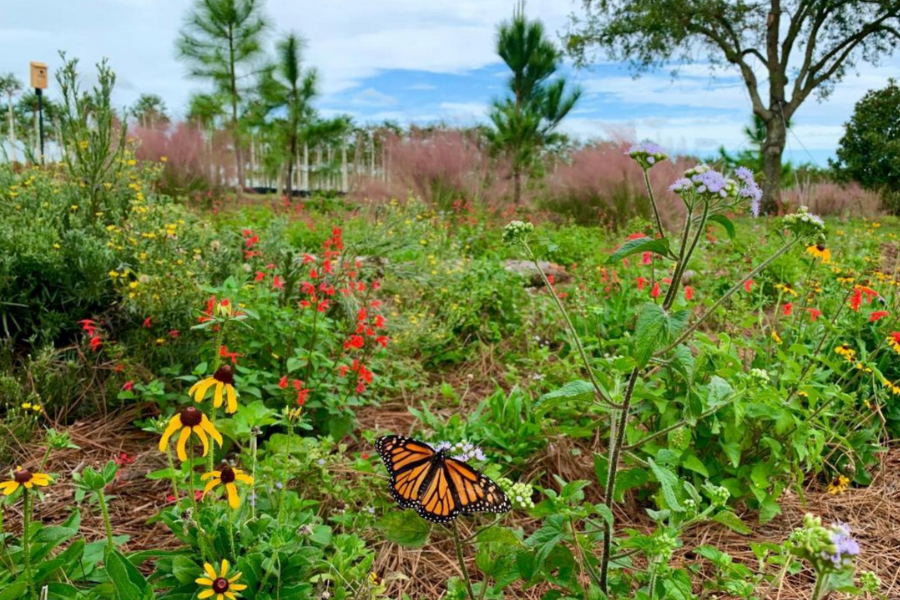 A monarch butterfly rests on a yellow wildflower in a garden filled with various colorful flowers and green plants under a partly cloudy sky.
