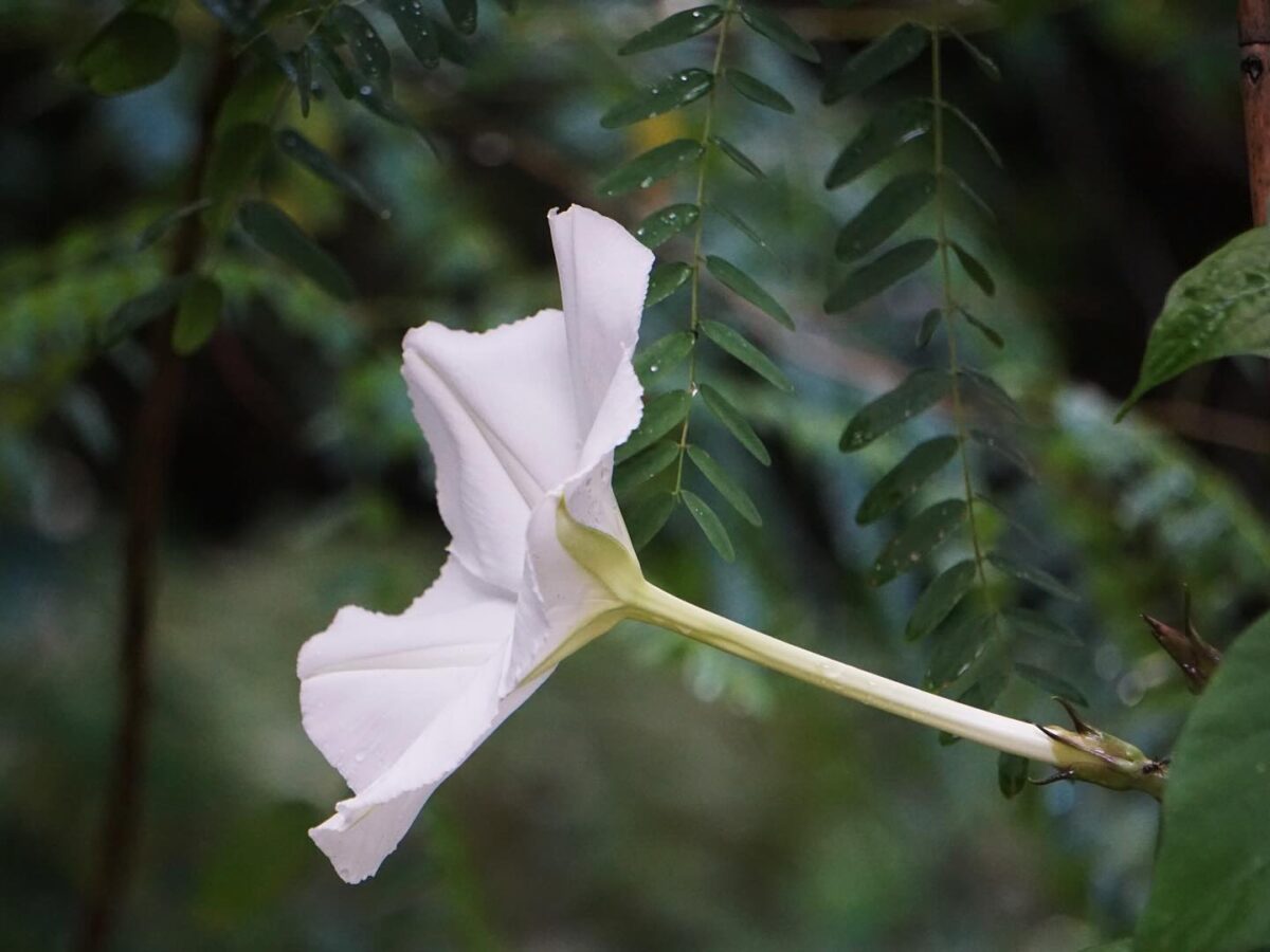 Side profile of Moonflower bloom highlighting the long narrow throat. 