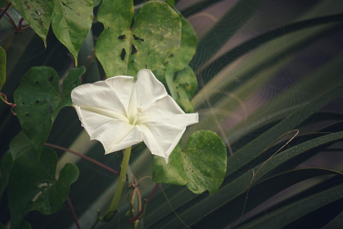 Moonflower in bloom.