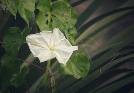 Moonflower in bloom.