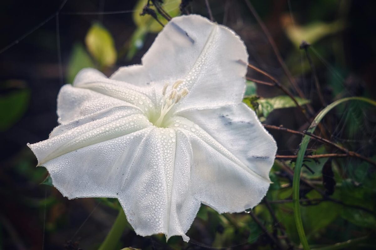 The large white bloom of Moonflower.