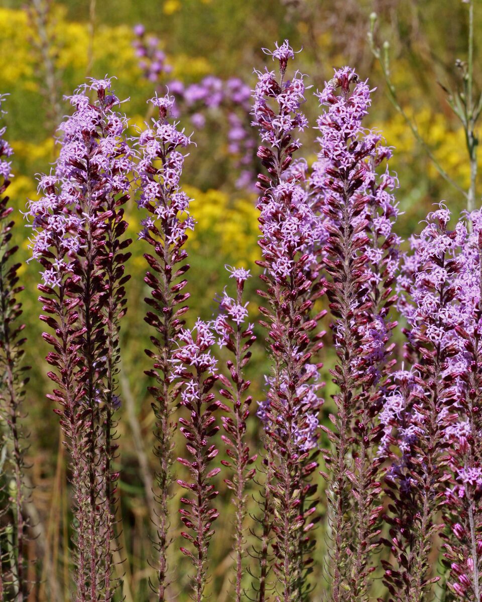 A brilliant purple display of Slender gayfeather.