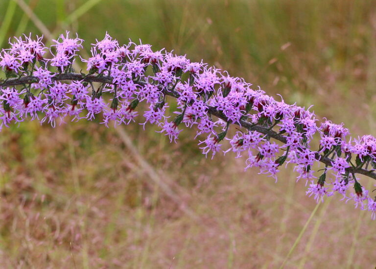Purple flower spike of Slender gayfeather.