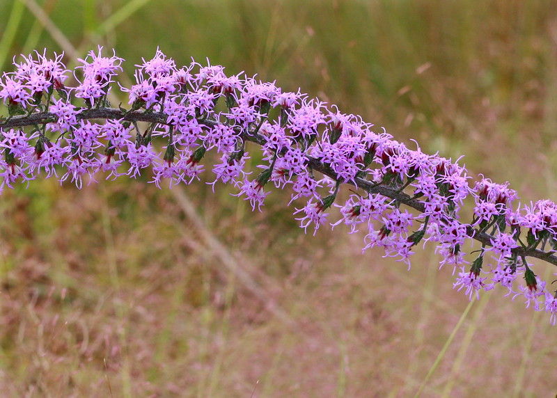 Purple flower spike of Slender gayfeather.