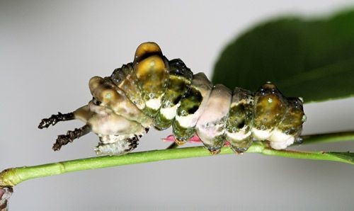 Red-spotted purple caterpillar.