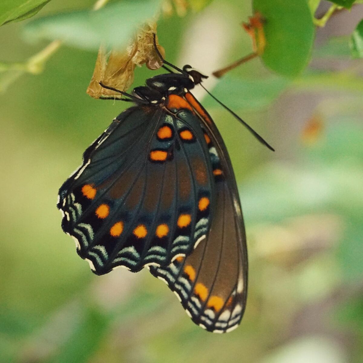A butterfly with black, orange, blue, and white markings clings to a leaf near its chrysalis, surrounded by green foliage.