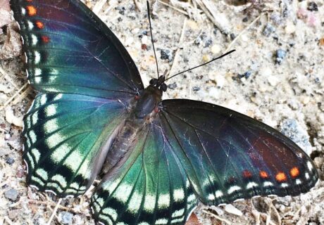 Red-spotted purple butterfly puddling on the ground with wings fully open.