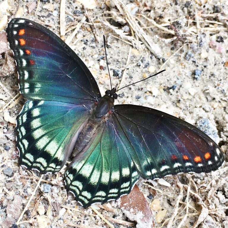 Red-spotted purple butterfly puddling on the ground with wings fully open.