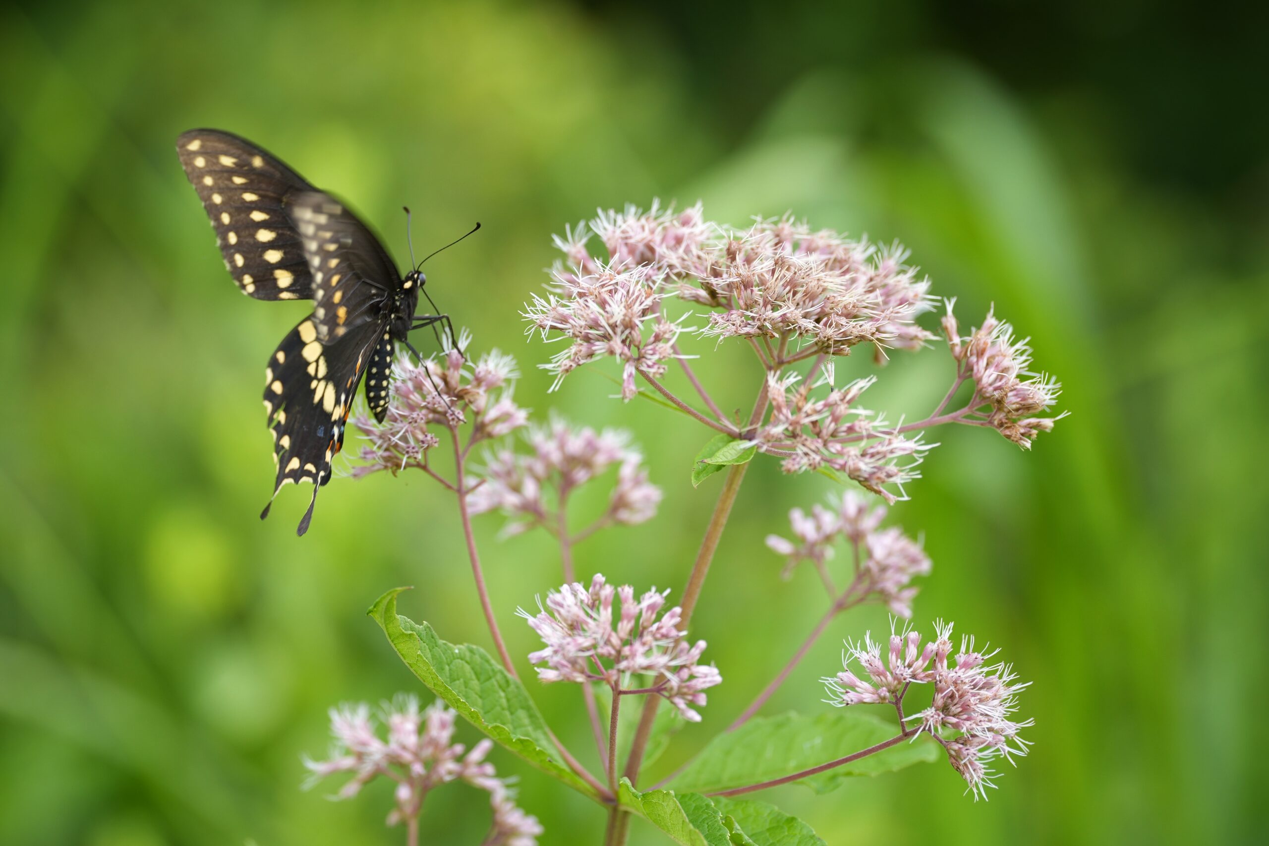Eastern black swallowtail butterfly visiting wispy pink Joe Pye Weed flowers.