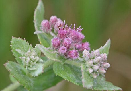 Rosy camphorweed in bloom.