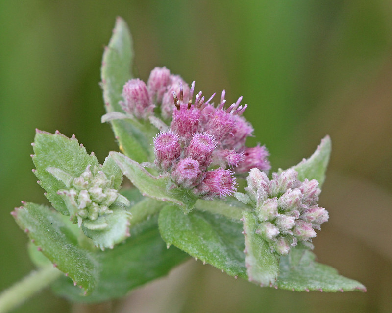 Rosy camphorweed in bloom.