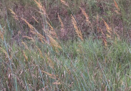 Yellow indiangrass blooming in an open field.