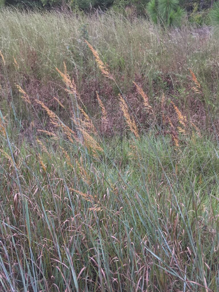 Yellow indiangrass blooming in an open field.