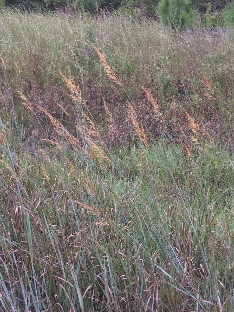 Yellow indiangrass blooming in an open field.