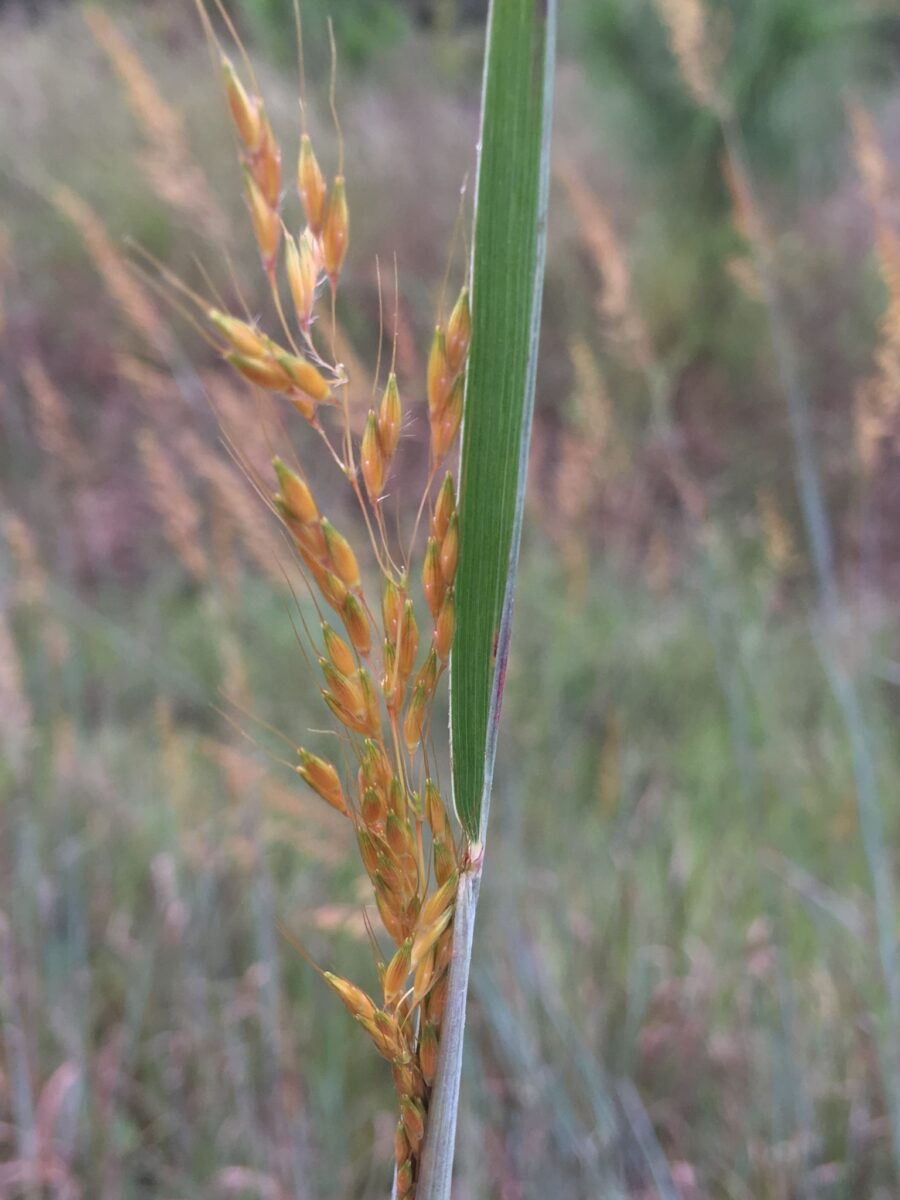 Yellow indiangrass inflorescence.