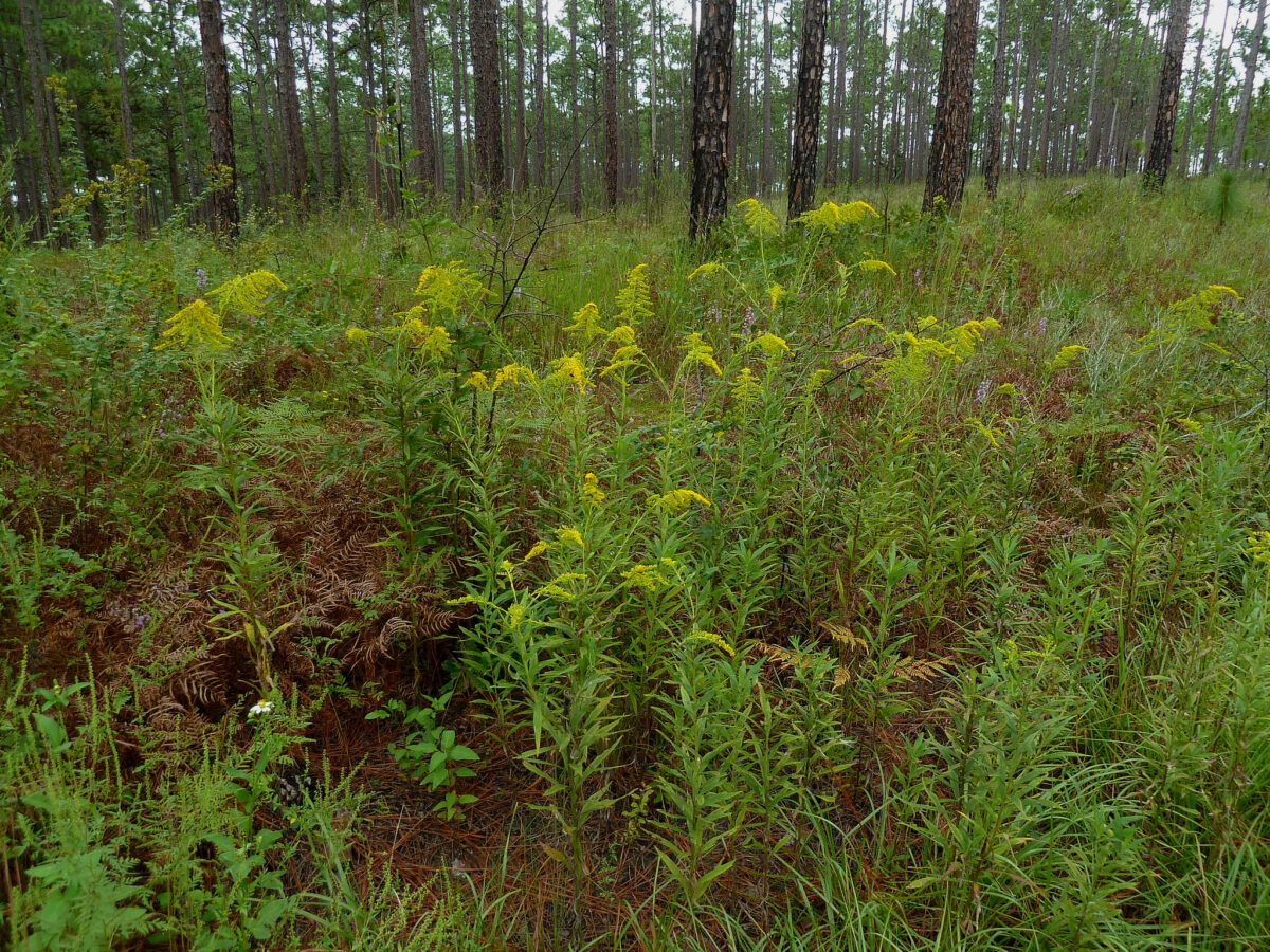 Numerous Tall goldenrod plants blooming in a woodland.