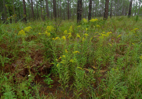 Numerous Tall goldenrod plants blooming in a woodland.