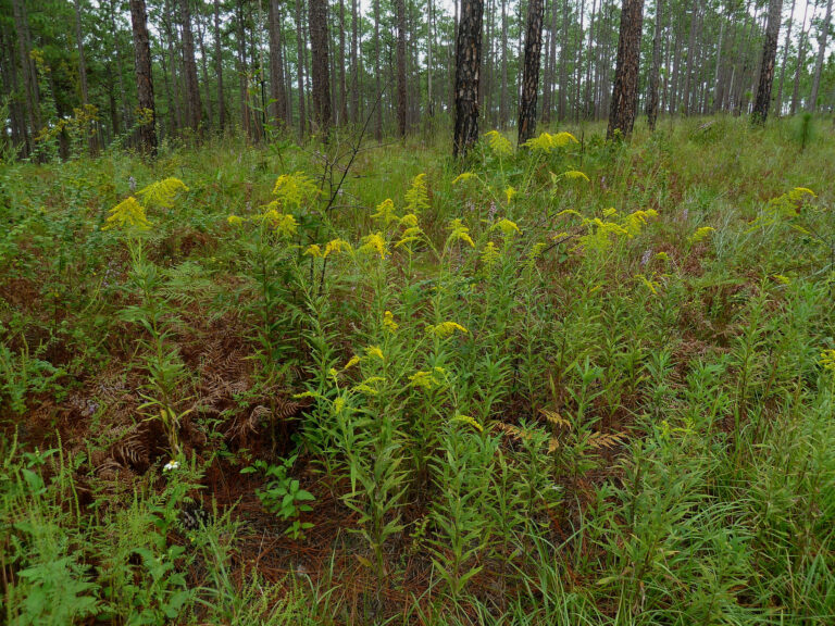 Numerous Tall goldenrod plants blooming in a woodland.