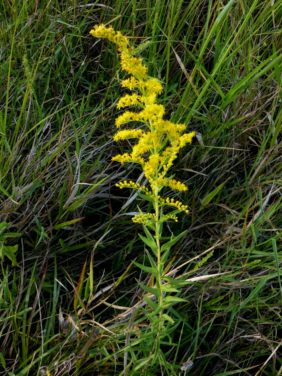 Tall goldenrod's vibrant yellow flower spike.