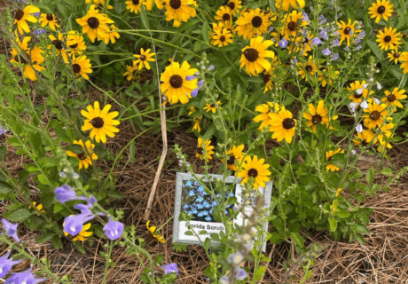 Yellow and purple wildflowers grow around a small sign that reads Florida Scrub with an image of blue flowers, set in a mulched garden area.