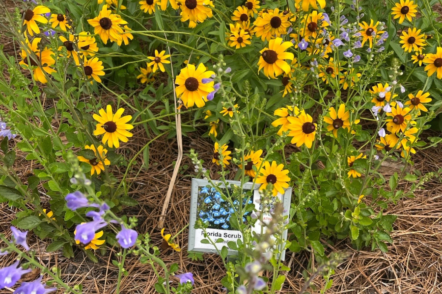 Yellow and purple wildflowers grow around a small sign that reads Florida Scrub with an image of blue flowers, set in a mulched garden area.
