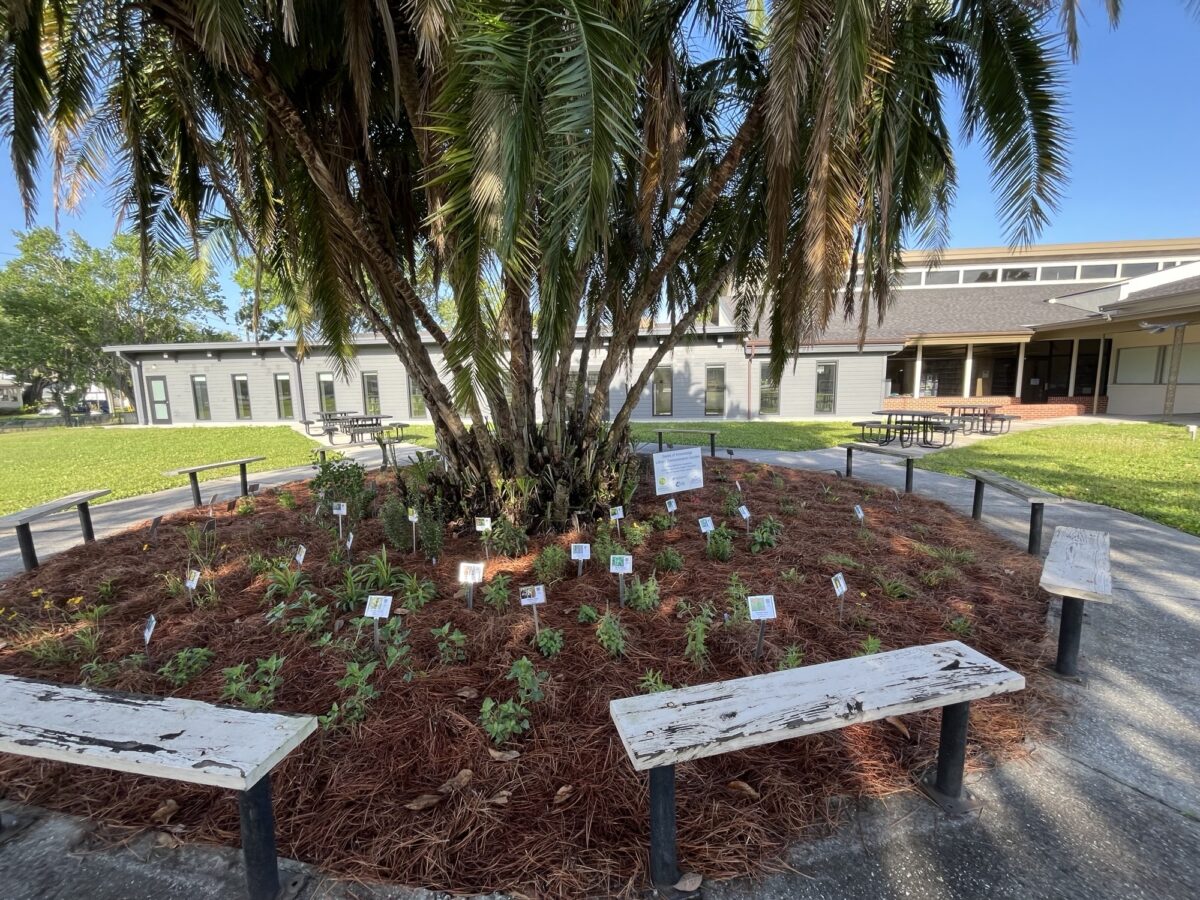 A circular garden with young plants and labeled signs sits beneath a large palm tree, surrounded by benches.