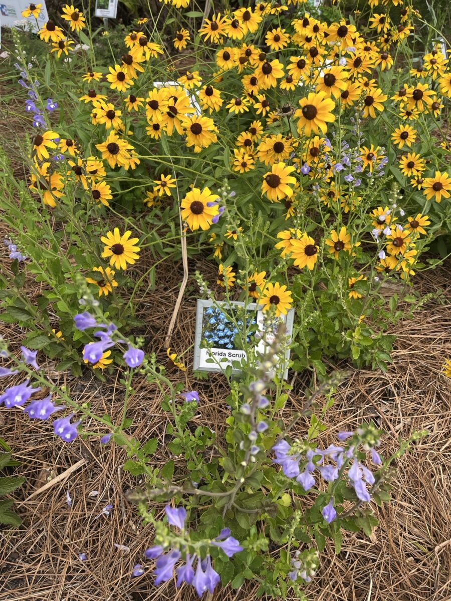 Wildflowers thriving in the Tavares Public Library native plant demonstration garden.