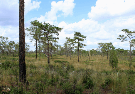 Open pine flatwoods landscape with scattered pine trees, tall grasses, and shrubs under a partly cloudy sky.
