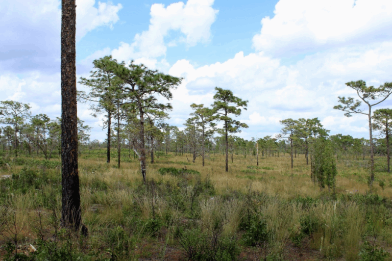 Open pine flatwoods landscape with scattered pine trees, tall grasses, and shrubs under a partly cloudy sky.
