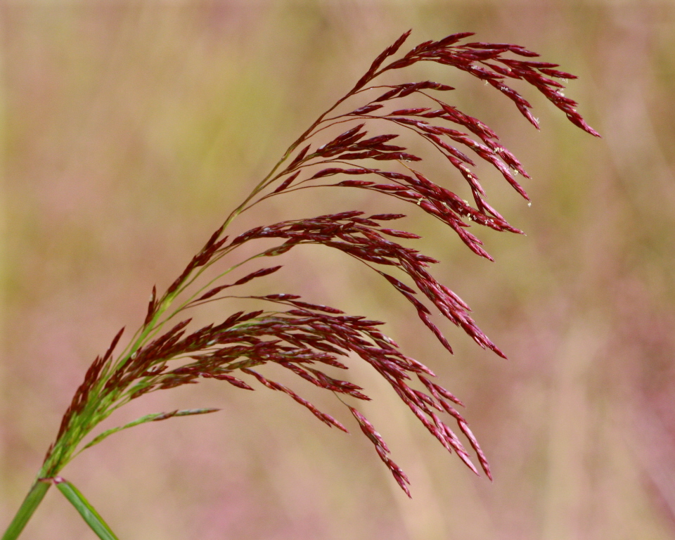 Brilliant purple inflorescence of Purpletop grass.