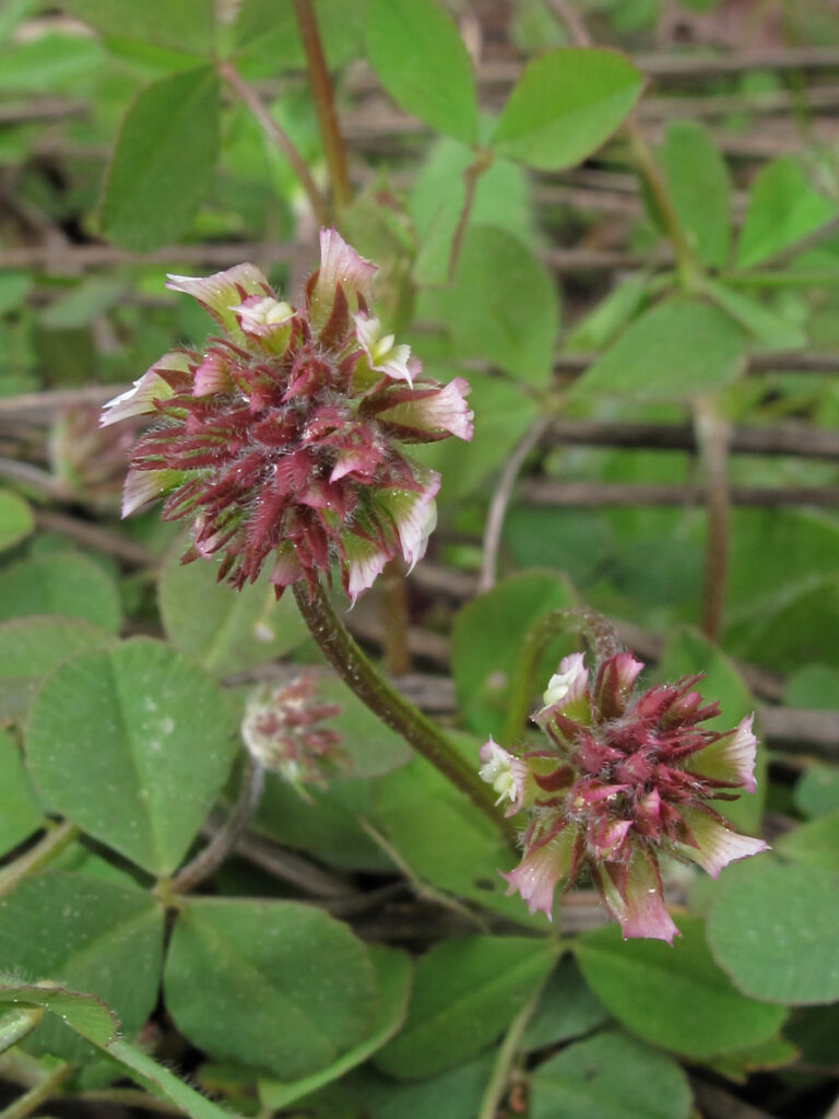 Carolina clover in bloom.