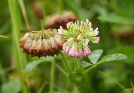 Buffalo clover in bloom.