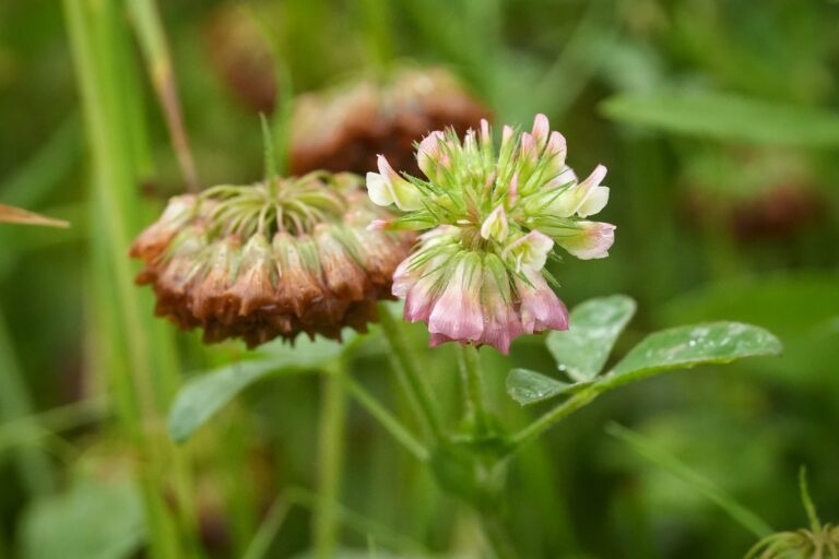 Buffalo clover in bloom.