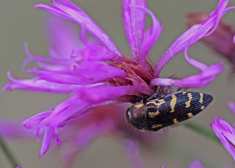 Purple Tall ironweed flower with a narrow, black beetle with yellow lines on each side.