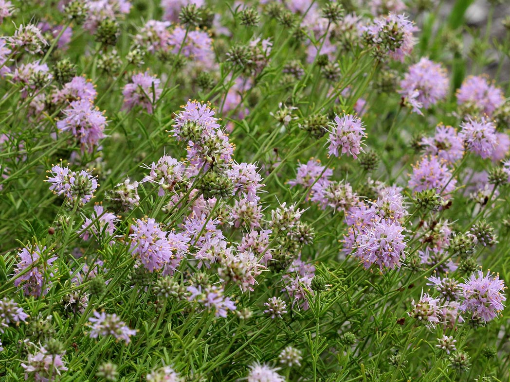 A cluster of Feay’s prairieclover in bloom.