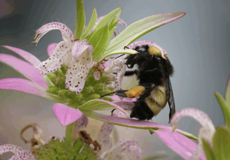 A bumblebee with orange pollen sacs collects nectar from a pink and white spotted flower.