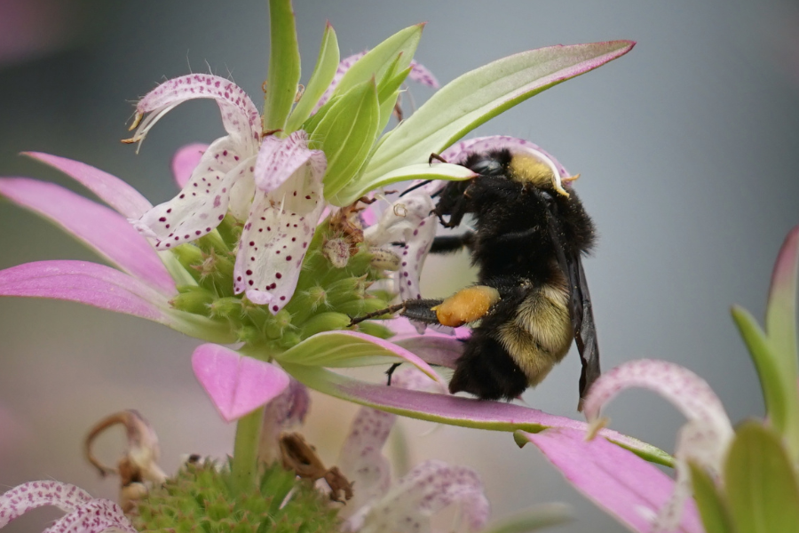 A bumblebee with orange pollen sacs collects nectar from a pink and white spotted flower.